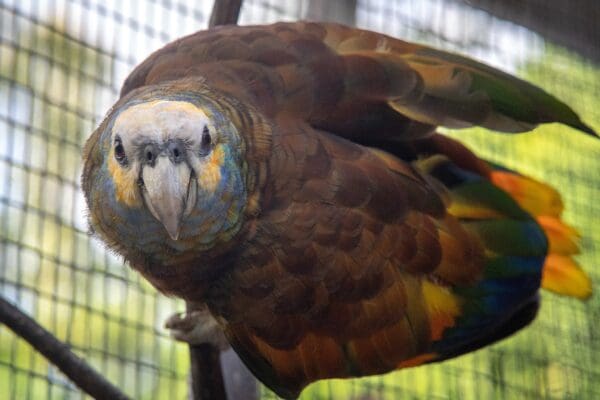 A St. Vincent Amazon clings to cage wire
