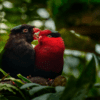 Wild Stella's Lorikeets, melanistic phase on left, perch in a tree