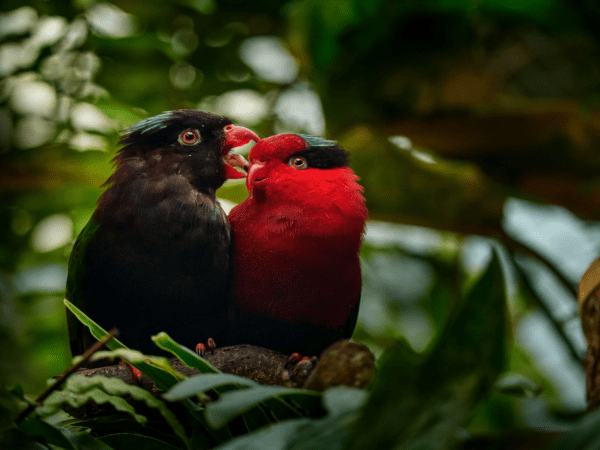 Wild Stella's Lorikeets, melanistic phase on left, perch in a tree