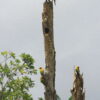 Wild Sulphur-breasted Conures perch on various snags