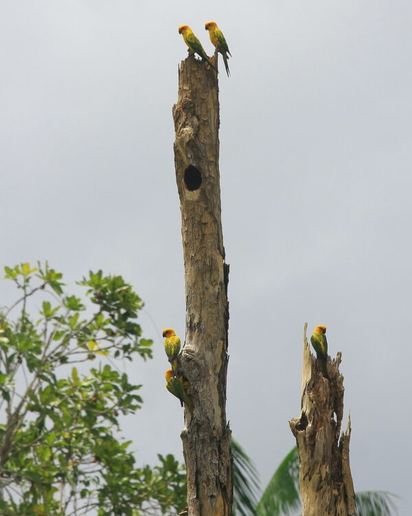 Wild Sulphur-breasted Conures perch on various snags