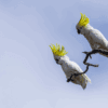 Wild Sulphur-crested Cockatoos perch on a branch