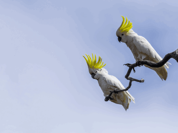 Wild Sulphur-crested Cockatoos perch on a branch
