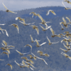 A flock of Sulphur-crested Cockatoos take flight