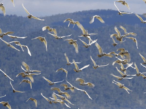 A flock of Sulphur-crested Cockatoos take flight