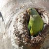 A wild female Superb Parrot perches at the entrance of a nest