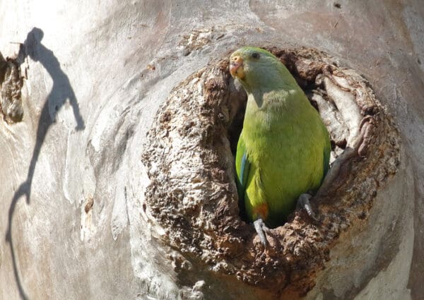 A wild female Superb Parrot perches at the entrance of a nest