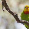 A wild male Superb Parrot perches on a branch