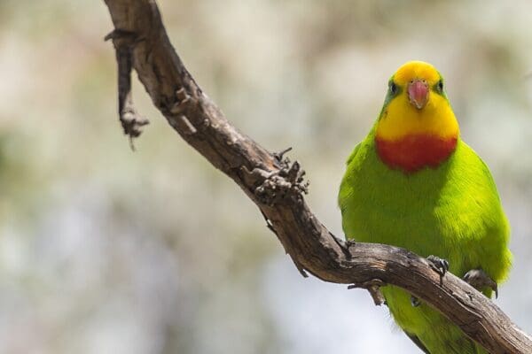 A wild male Superb Parrot perches on a branch