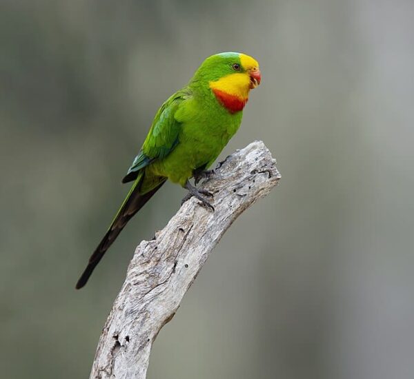 A wild male Superb Parrot perches atop a branch