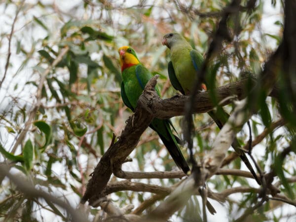 Wild Superb Parrotss, male left, female right, perch in a tree