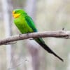 A wild male Superb Parrot perches on a branch