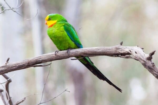 A wild male Superb Parrot perches on a branch