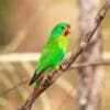 A wild Swift Parrot perches on a branch