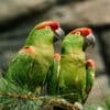 © Jim Vajda CC BY 2.0 via Flickr Thick-billed Parrots perch on a pine branch, Cincinnati Zoo USA