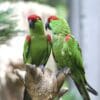 © JavAlvarezS, CC BY-SA 4.0 via Wikimedia Commons Thick-billed Parrots perch on a stump