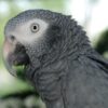 Closeup of Timneh Parrot