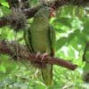 A wild Tucumán Amazon perches in a tree