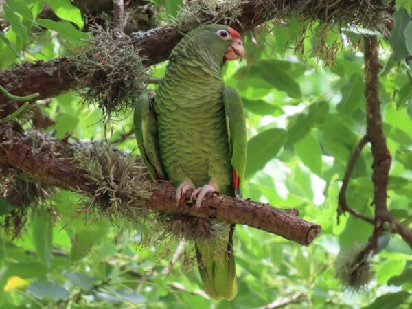 A wild Tucumán Amazon perches in a tree
