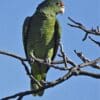 A wild Tucumán Amazon perches in a tree