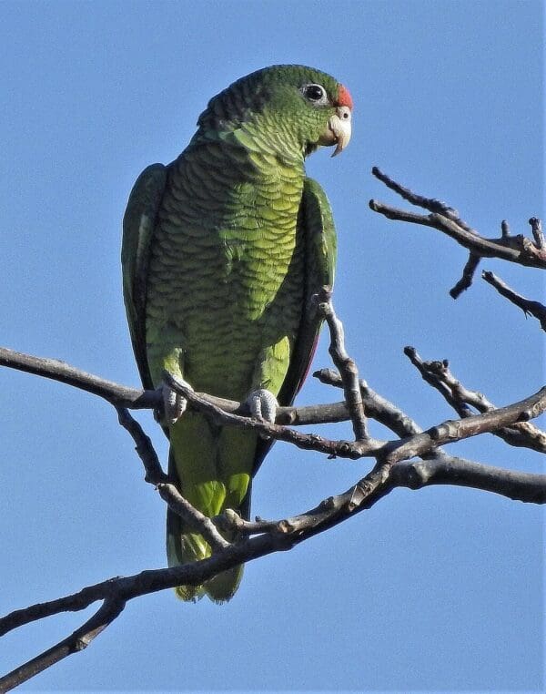 A wild Tucumán Amazon perches in a tree