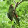 A wild Tucumán Amazon perches in a tree