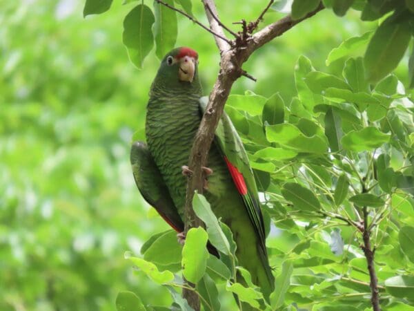 A wild Tucumán Amazon perches in a tree