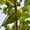 A wild Tui Parakeet perches in a tree