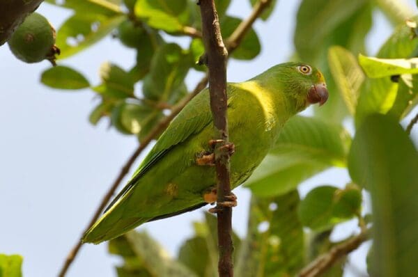 A wild Tui Parakeet perches in a tree