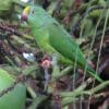 A wild Tui Parakeet perches in a tree