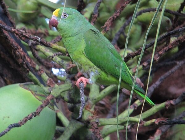 A wild Tui Parakeet perches in a tree
