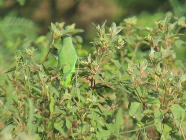 Wild Turquoise-winged Parrotlet forages in a bush