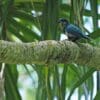 A wild Ultramarine Lorikeet perches on a limb