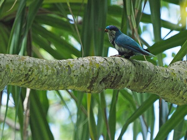 A wild Ultramarine Lorikeet perches on a limb