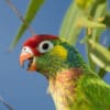 A closeup of a wild Varied Lorikeet
