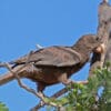© Jerry Oldenettel CC BY-NC-SA 2.0 via Flickr A wild Vasa Parrot perches in a tree