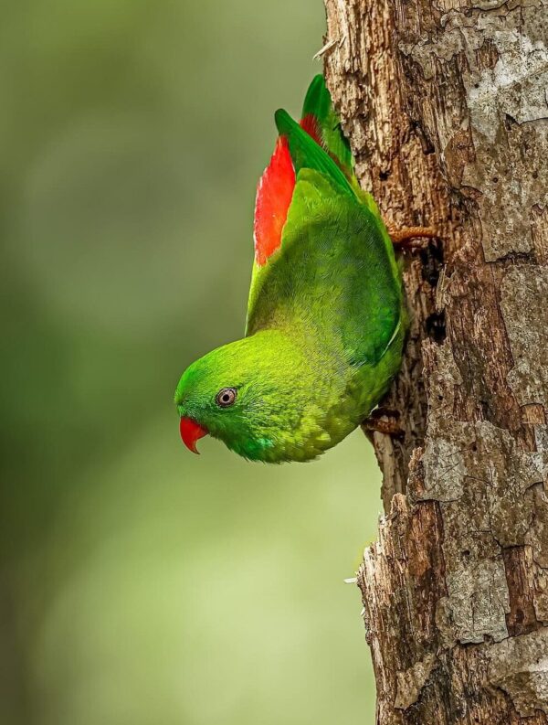 A wild Vernal Hanging Parrot clings upside down on a tree trunk