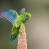 A wild Vernal Hanging Parrot balances on a millet cob