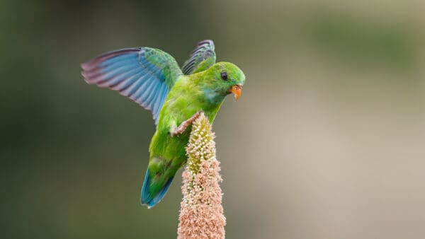 A wild Vernal Hanging Parrot balances on a millet cob