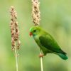 A wild Vernal Hanging Parrot feeds on seeds