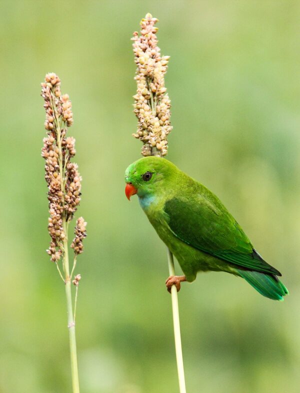 A wild Vernal Hanging Parrot feeds on seeds