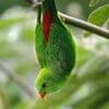 A wild Vernal Hanging Parrot dangles from a branch