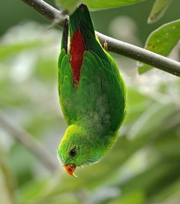 A wild Vernal Hanging Parrot dangles from a branch