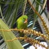 A wild Vernal Hanging Parrot feeds on seeds