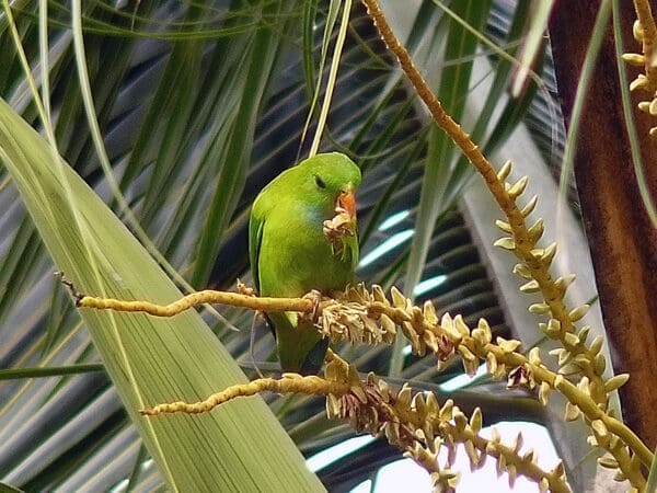 A wild Vernal Hanging Parrot feeds on seeds