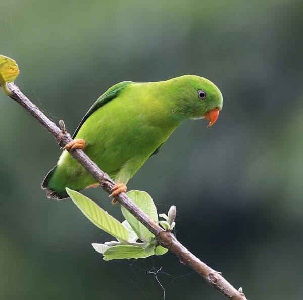 A wild Vernal Hanging Parrot perches on a branch