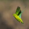 A wild Vernal Hanging Parrot takes flight