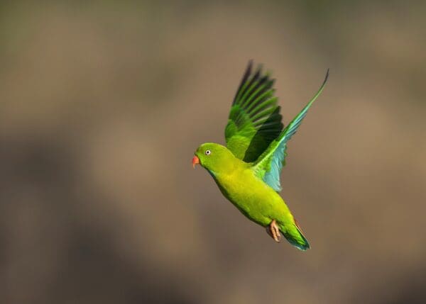 A wild Vernal Hanging Parrot takes flight