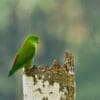 A wild Vernal Hanging Parrot perches on a stump