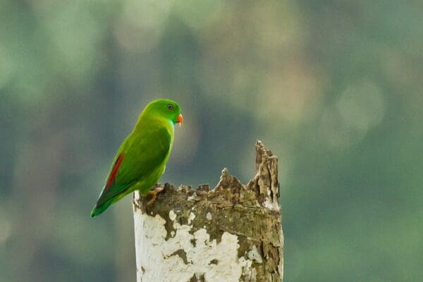 A wild Vernal Hanging Parrot perches on a stump